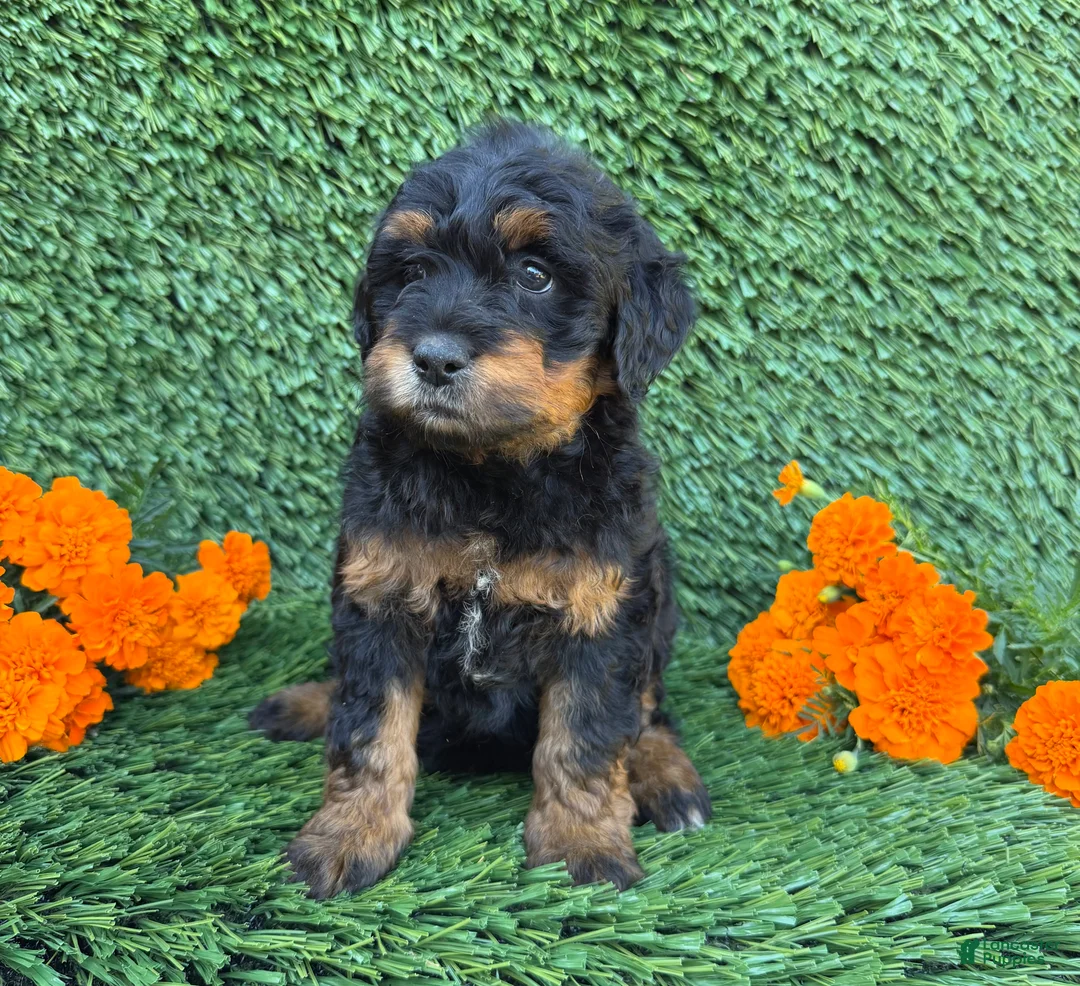Mini Goldendoodle dogs for sale: Lola - Ad 2