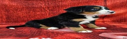 Bernese Mountain Dog dogs for sale: Sequoia - Ad 4