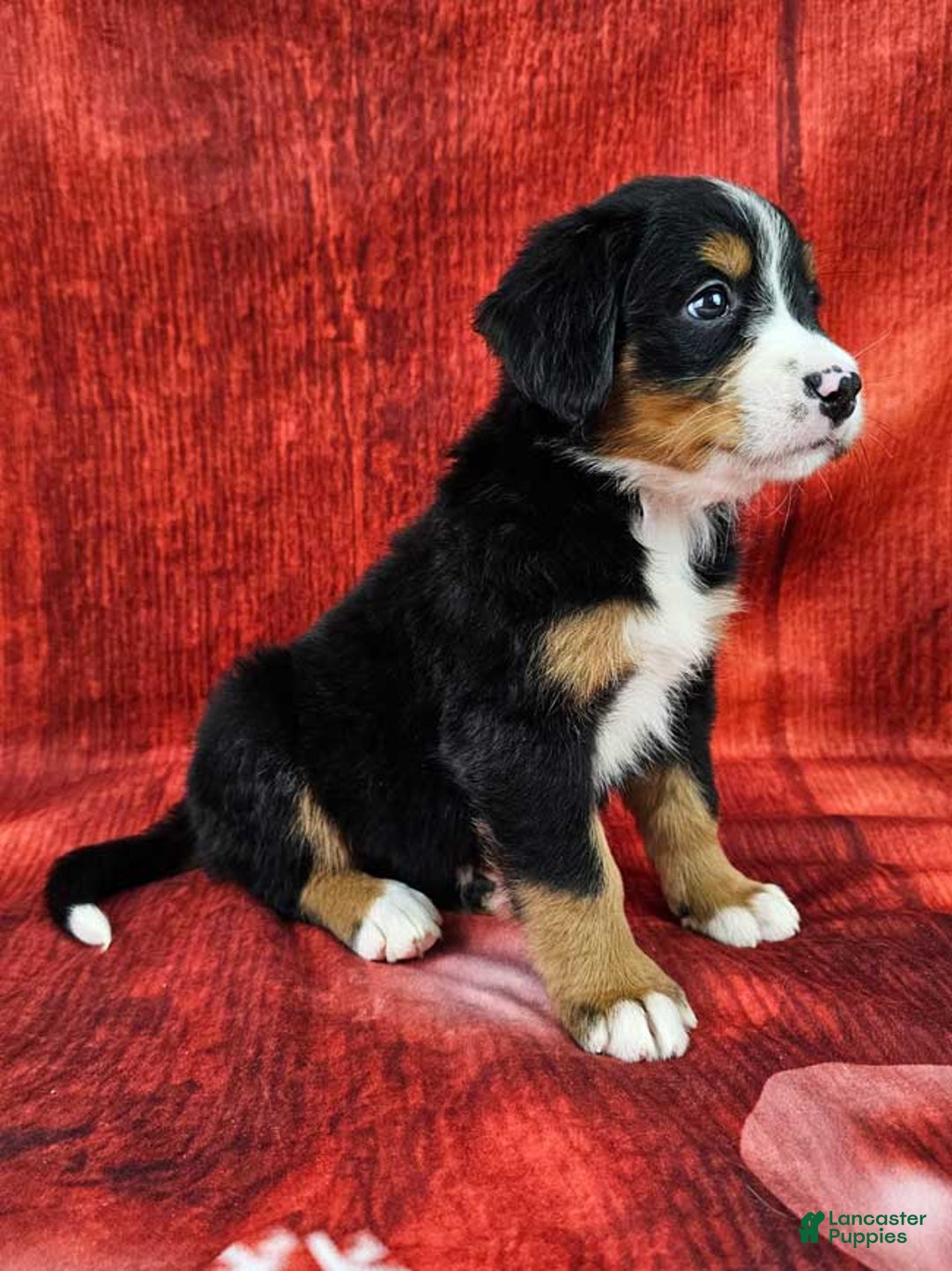 Bernese Mountain Dog dogs for sale: Sequoia - Ad 4