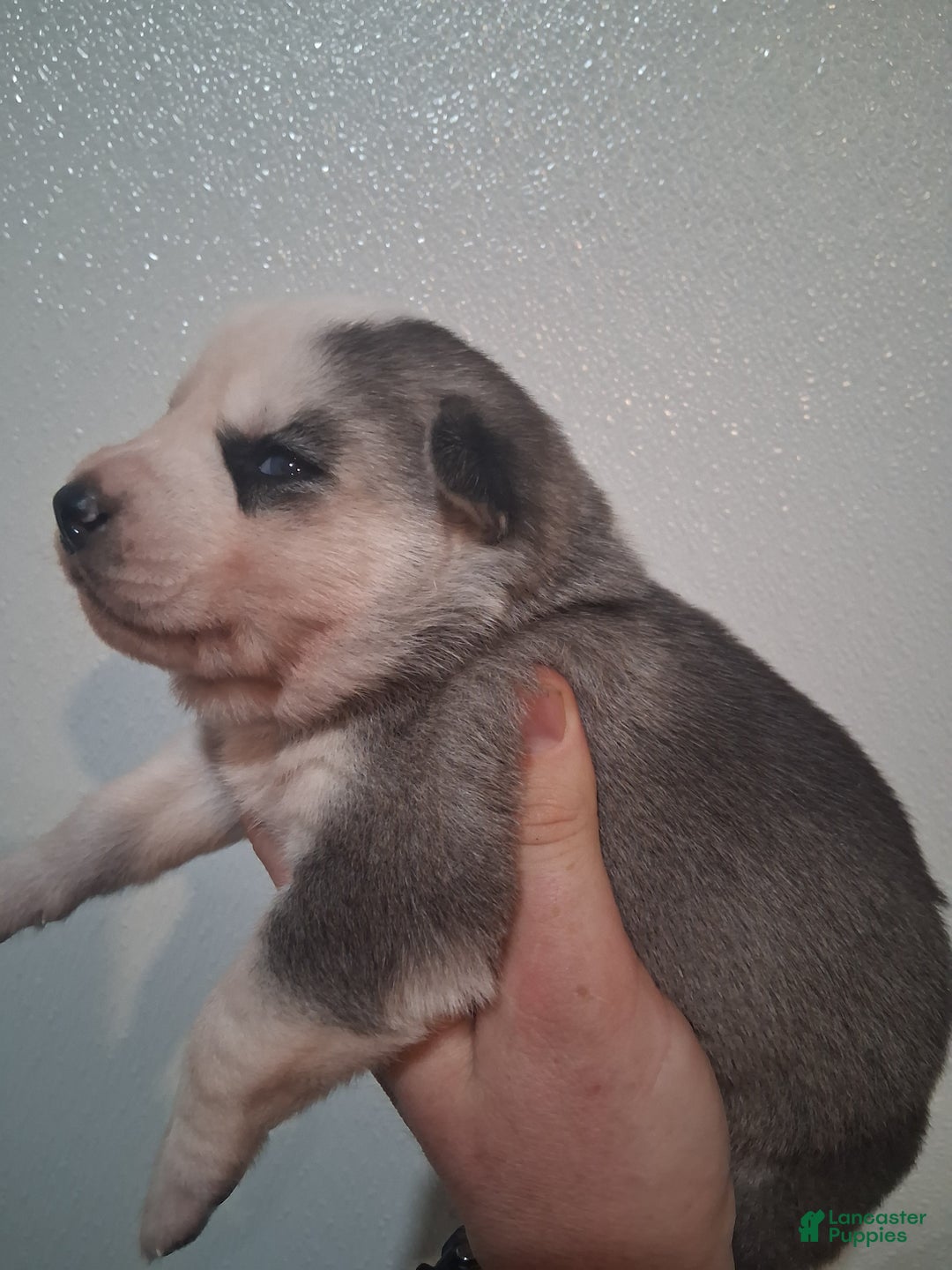 Siberian Husky dogs for sale: Thor - Ad 2