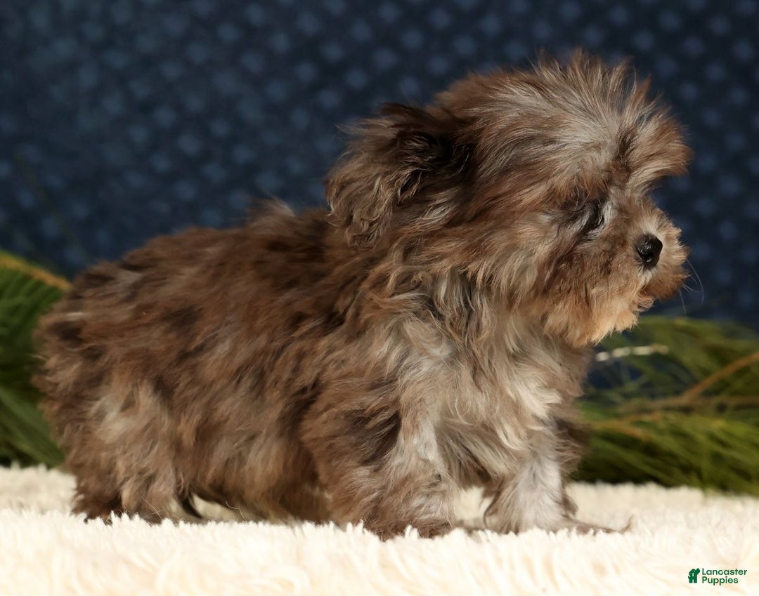 Havapoo dogs for sale: Parker - Ad 6