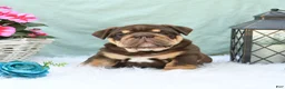 English Bulldog dogs for sale: Chief - Ad 2