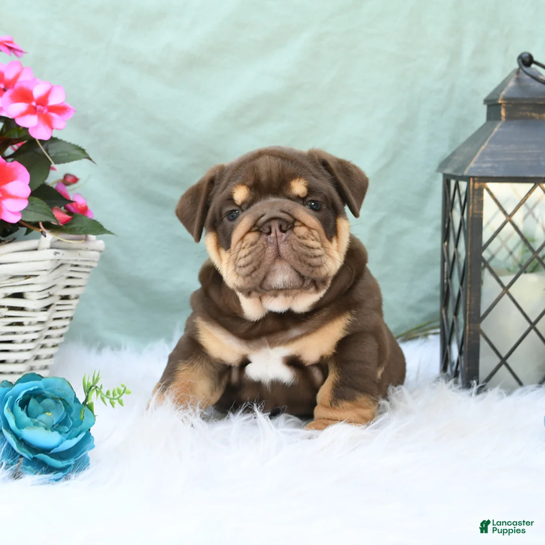 English Bulldog dogs for sale: Chief - Ad 2