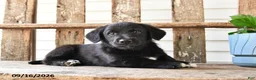 Mixed Breed dogs for sale: Scott - Ad 3