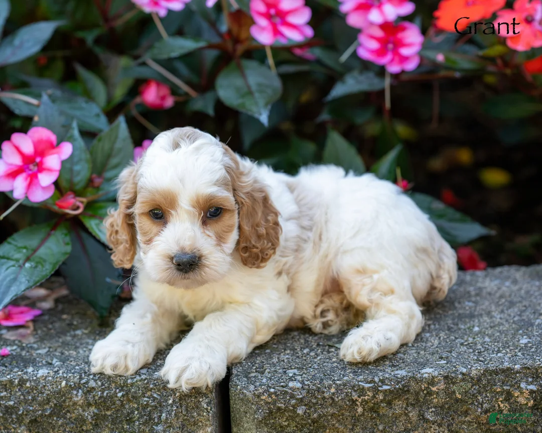 Cockapoo dogs for sale: Grant - Ad 5