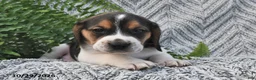 Mixed Breed dogs for sale: Lincoln  - Ad 3