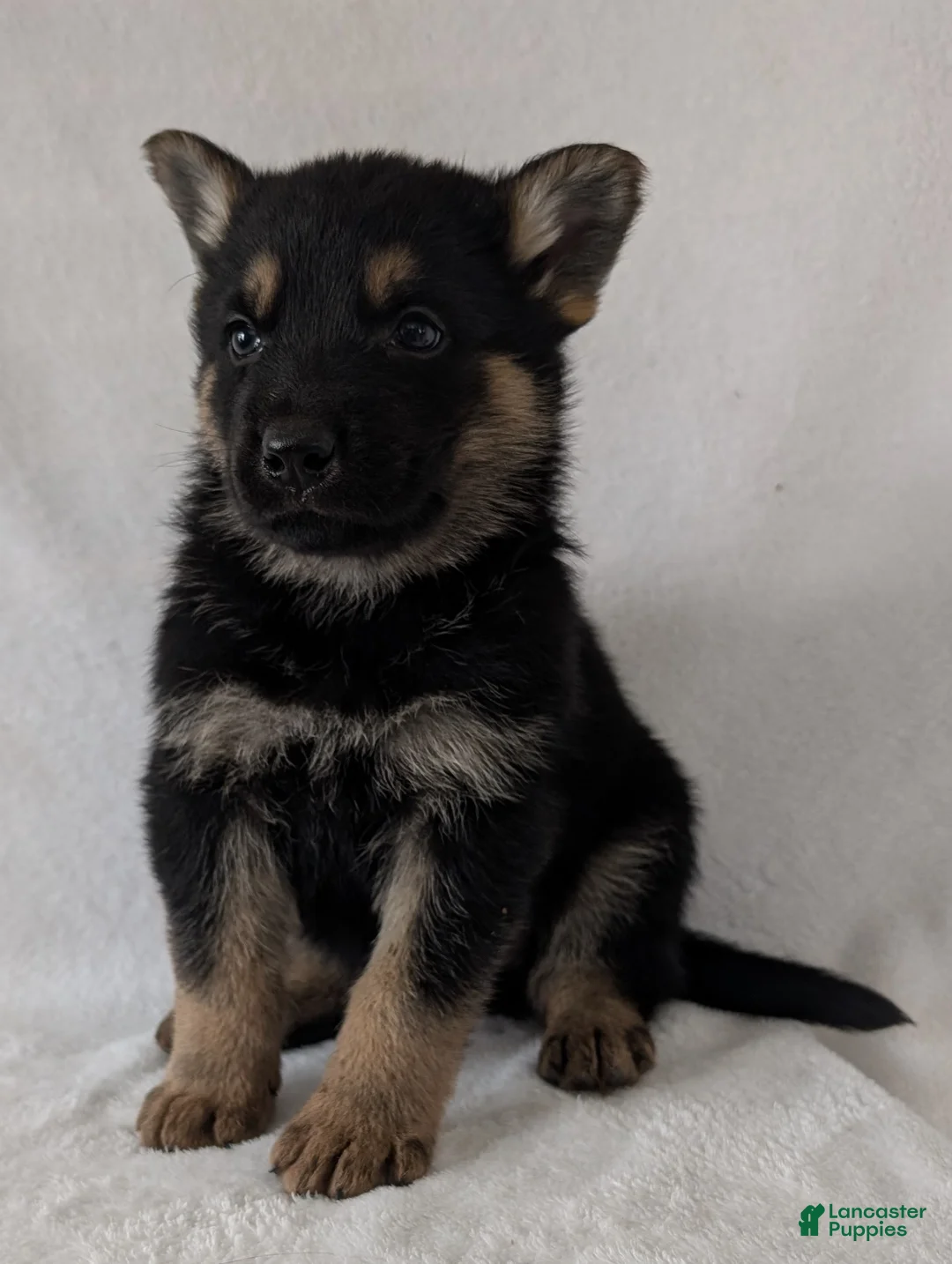 German Shepherd dogs for sale: Dillon  - Ad 10