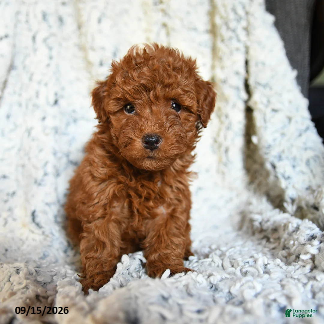 Toy Poodle dogs for sale: Bubblegum - Ad 5