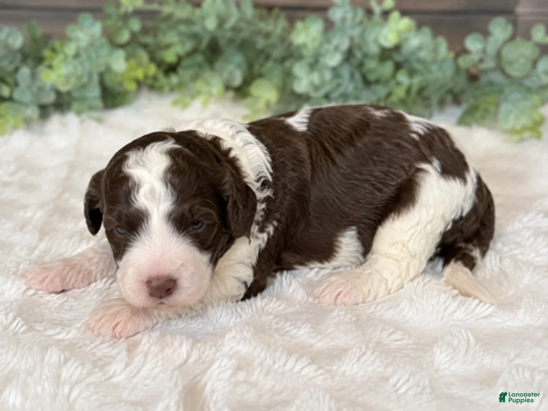 Mini Bernedoodle dogs for sale: Boy 2 - Ad 2