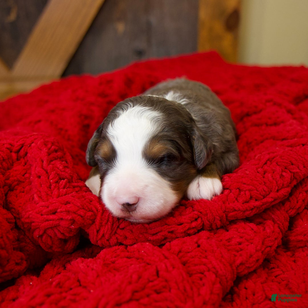 Mini Bernedoodle dogs for sale: Glory Girl - Ad 8