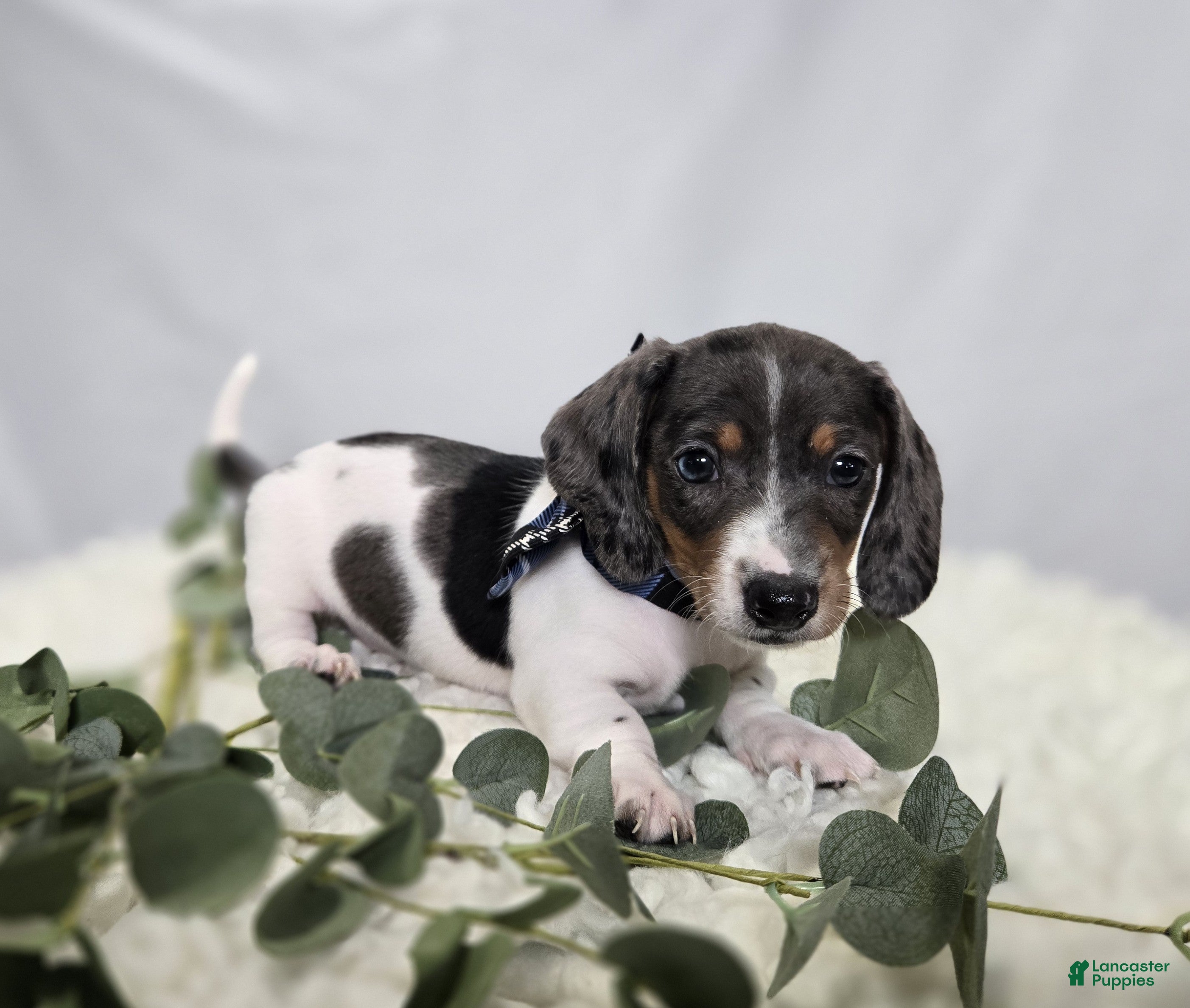 Miniature Dachshund dogs King - Ad 1