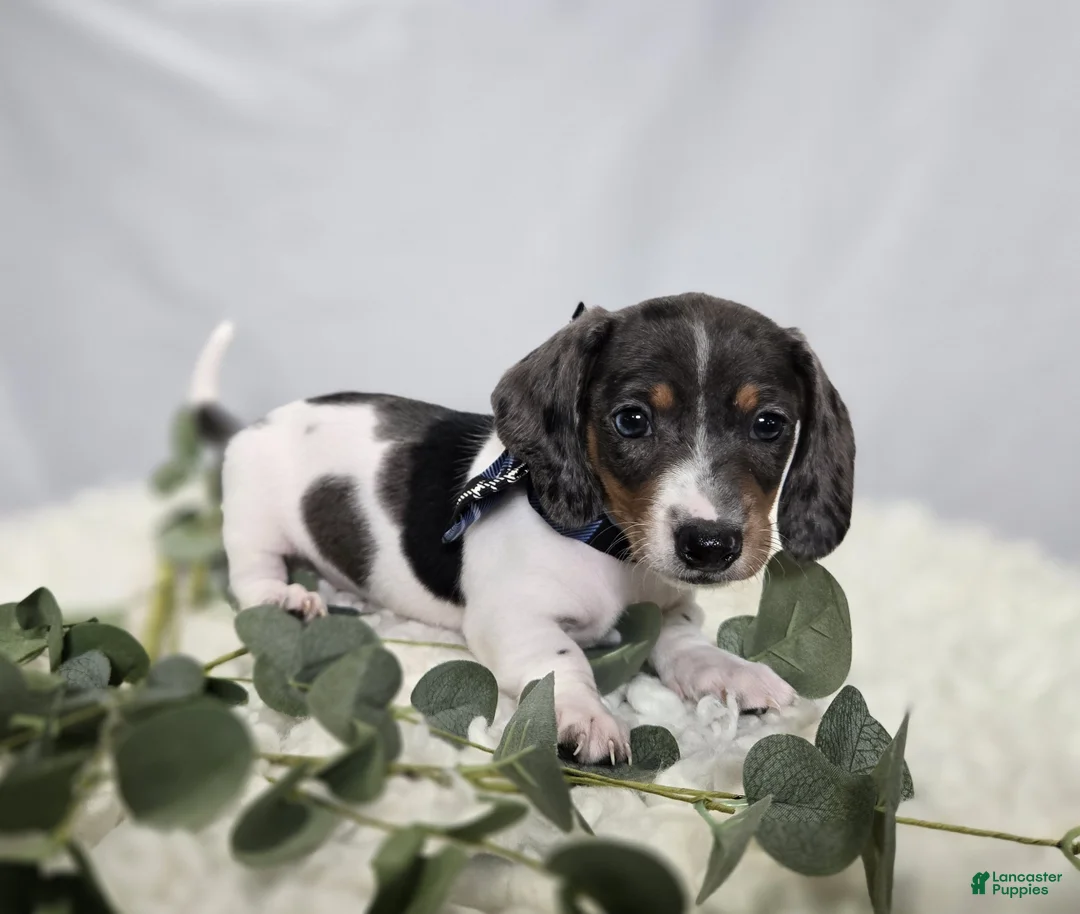 Miniature Dachshund dogs for sale: King - Ad 1
