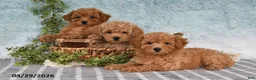 Bichpoo dogs for sale: Felicity - Ad 5