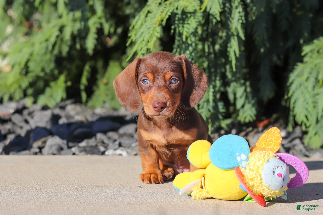 Dachshund dogs for sale: Mudge - Ad 2
