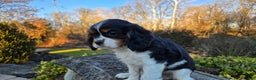 Cavalier King Charles Spaniel dogs for sale: Vivian - Ad 10