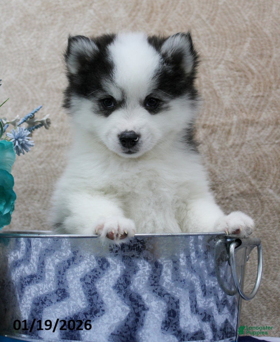 Pomsky dogs for sale: Chase - Ad 1
