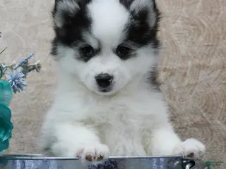 Pomsky dogs Chase - Ad 42