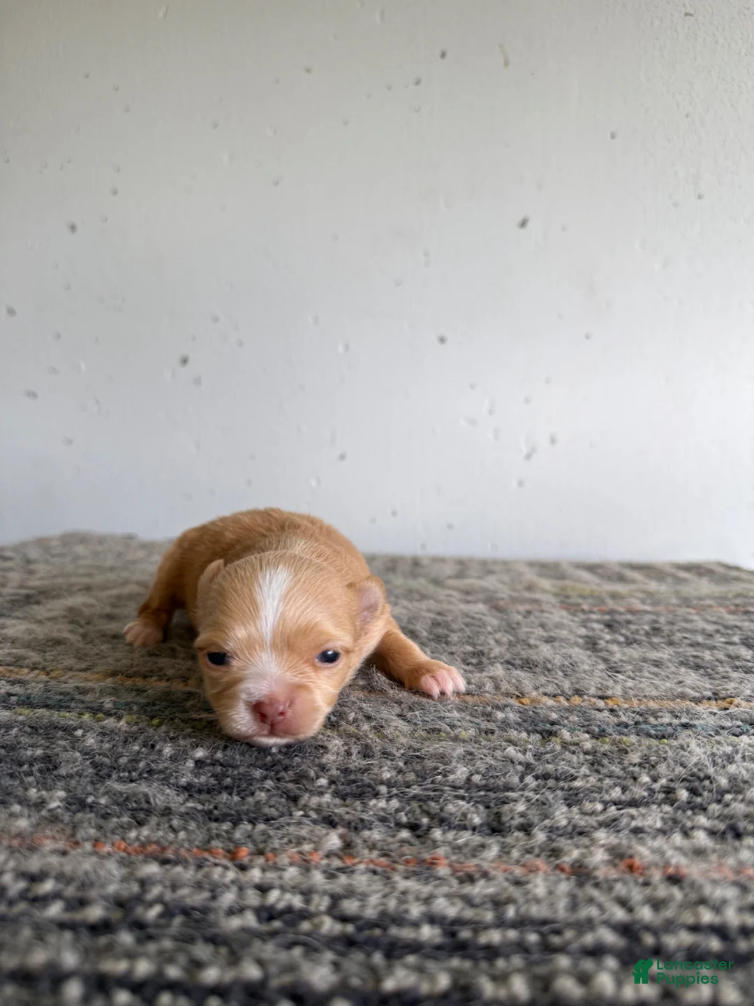 Chihuahua dogs for sale: Hallie LH  - Ad 2