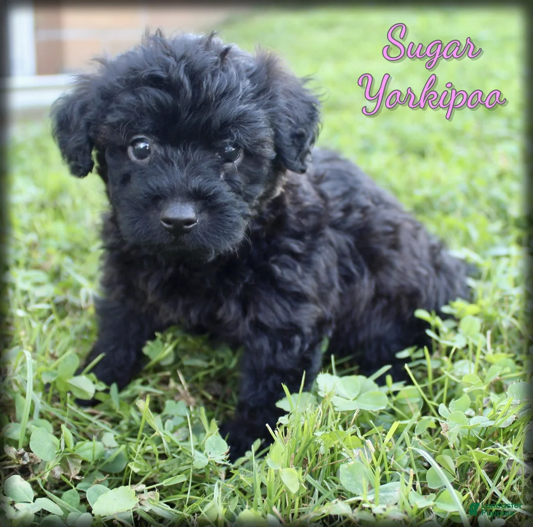 Yorkiepoo dogs for sale: Sugar - Ad 1
