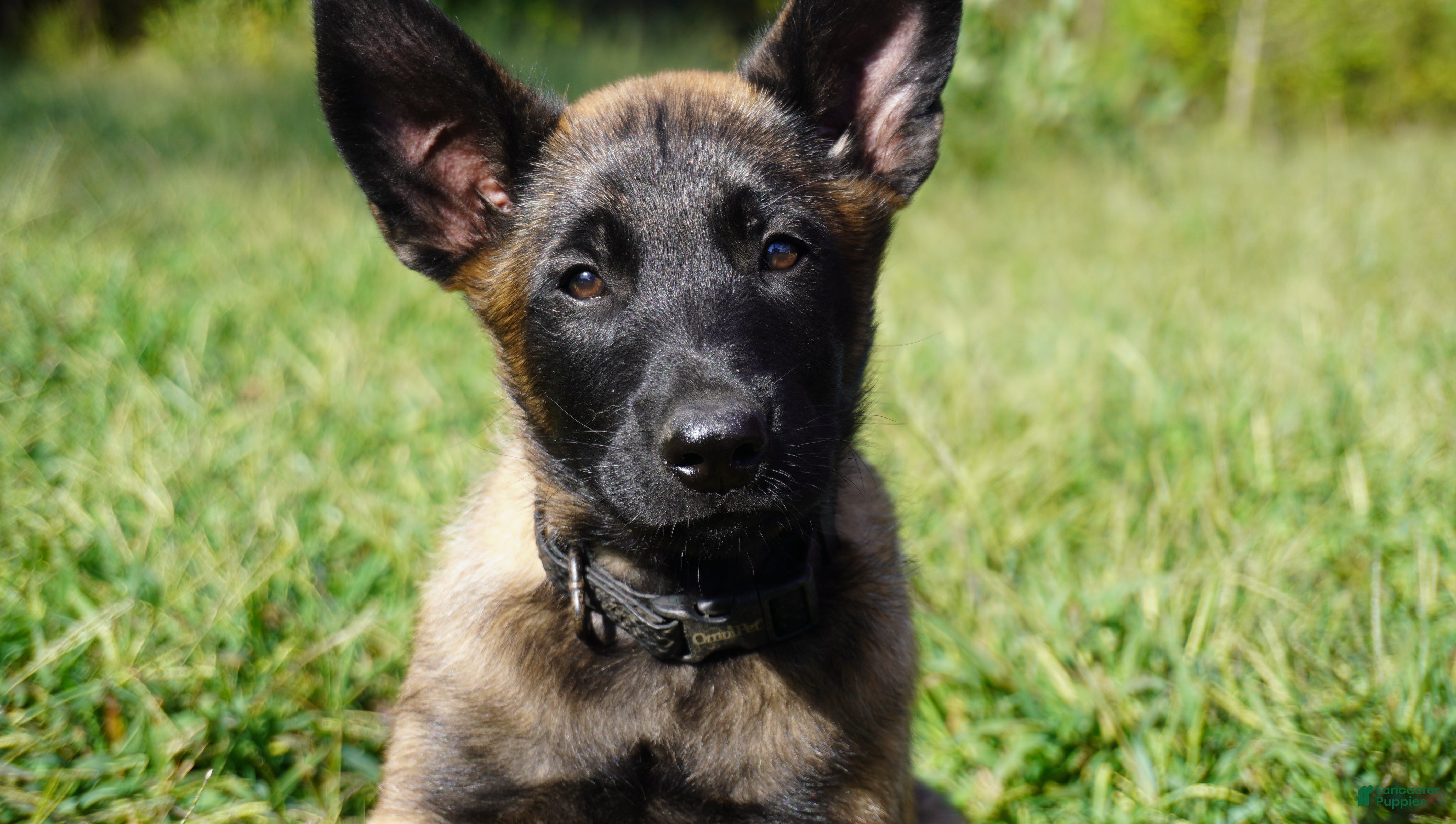Belgian Malinois dogs Belgian Malinois Puppy Male (M1) - Ad 6
