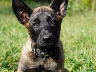 Belgian Malinois dogs Belgian Malinois Puppy Male (M1) - Ad 6