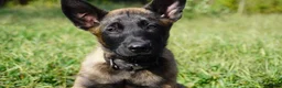 Belgian Malinois dogs for sale: Belgian Malinois Puppy Male (M1) - Ad 1