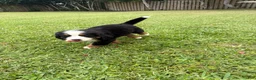 Bernese Mountain Dog dogs for sale: Bernese Mountain Dog 1 - Ad 22
