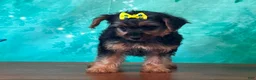 Yorkshire Terrier dogs for sale: Ellie - Ad 3