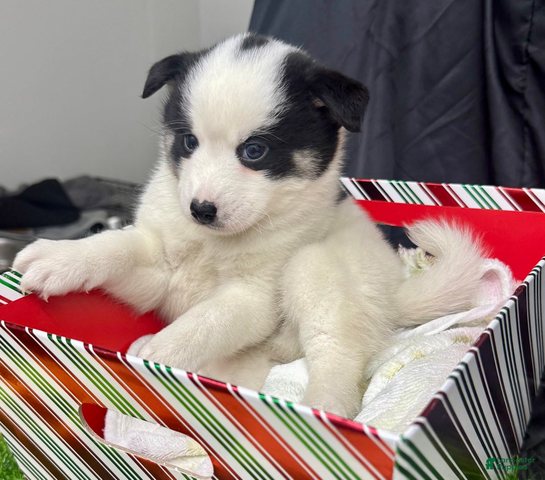 Mixed Breed dogs for sale: Frost - Ad 10