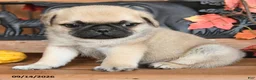 Pug dogs for sale: Blaze - Ad 4