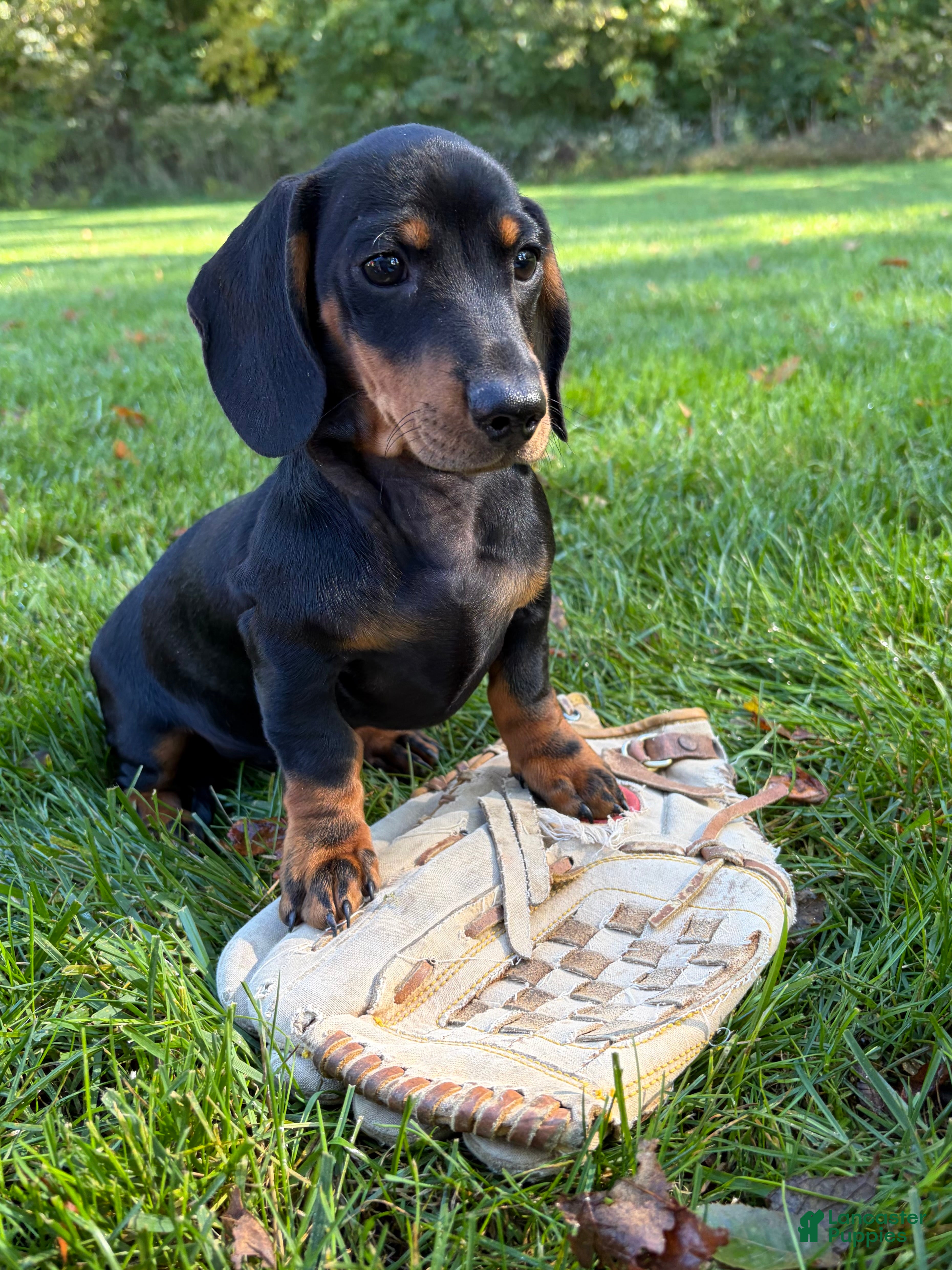 Dachshund dogs for sale: Reiley - Ad 2