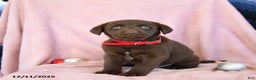 Labrador Retriever dogs for sale: Abel - Ad 3