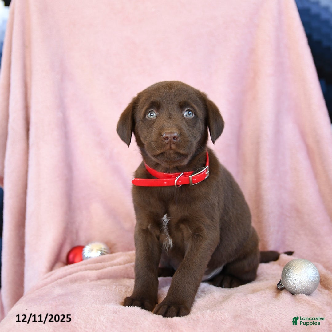 Labrador Retriever dogs for sale: Abel - Ad 3