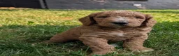 Goldendoodle dogs for sale: Carson  - Ad 8