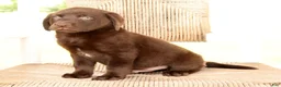 Labrador Retriever dogs for sale: Freddy - Ad 8
