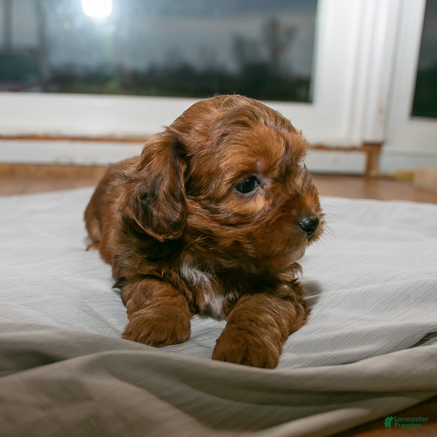 Mixed Breed dogs for sale: Baxter - Ad 1