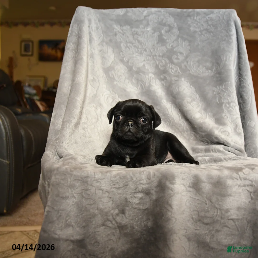 Pug dogs for sale: Sally - Ad 3