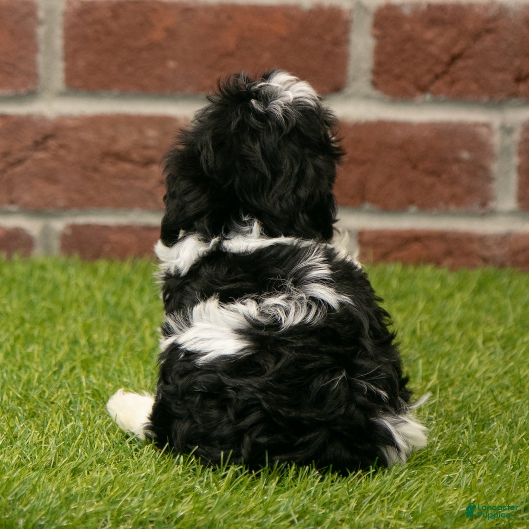 Havapoo dogs for sale: Austin - Ad 6