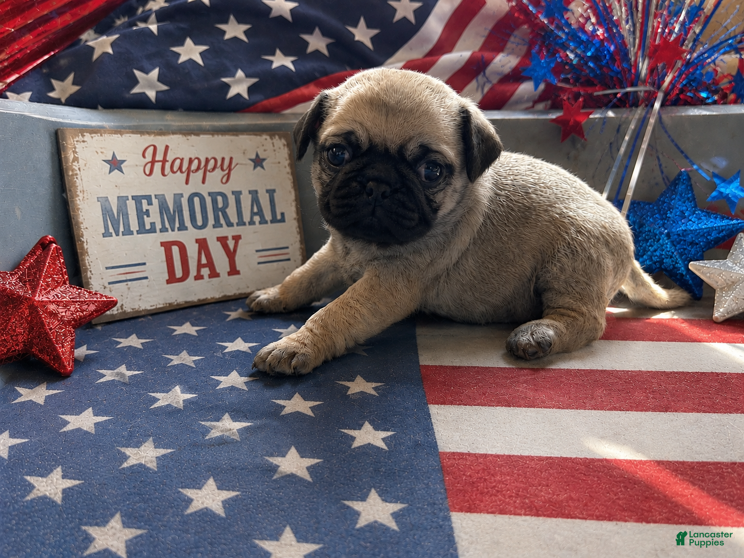 Pug dogs for sale: Rosie - Ad 2