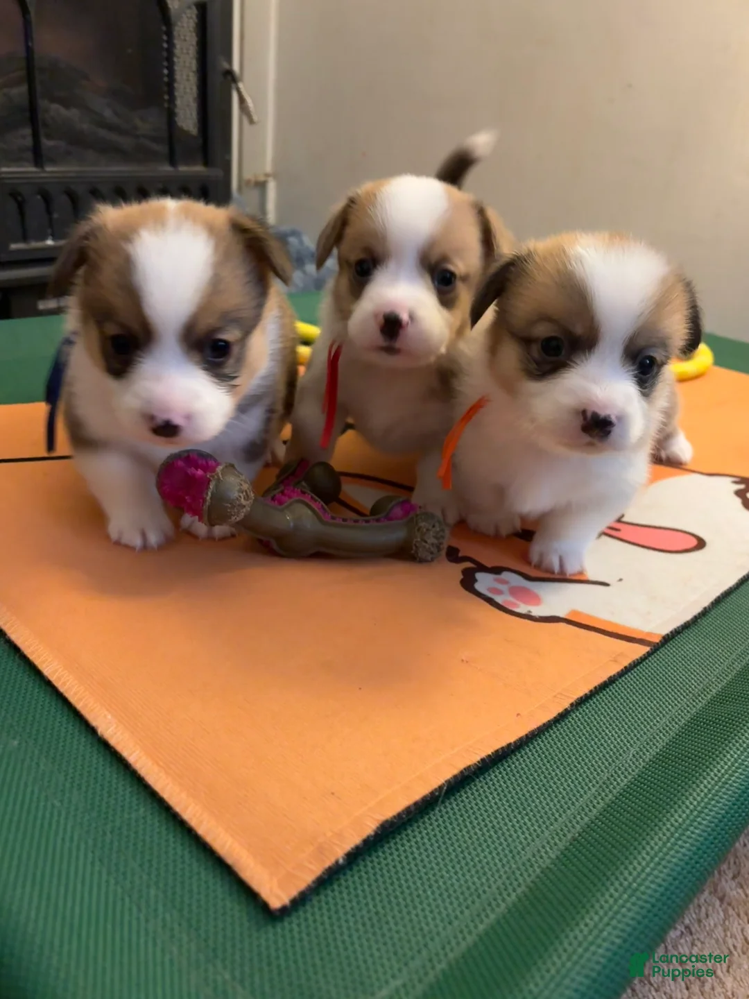 Welsh Corgi Pembroke dogs for sale: Welsh Corgi Pembroke Puppy 6 - Ad 3
