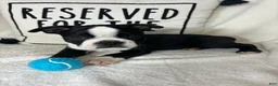 Boston Terrier dogs for sale: Baker - Ad 3