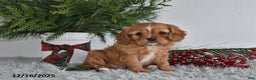 Cavalier King Charles Spaniel dogs for sale: Rudolph - Ad 5