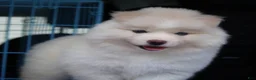 Pomsky dogs for sale: Frosty - Ad 3