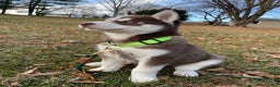Siberian Husky dogs for sale: AKC Siberian Husky - Idris - Ad 2