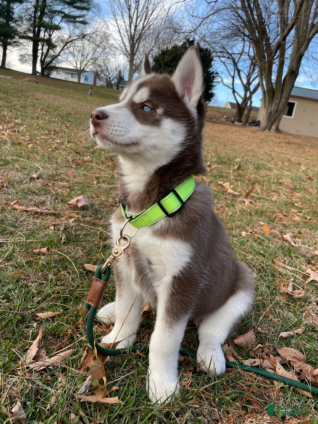 Siberian Husky dogs for sale: AKC Siberian Husky - Idris - Ad 2