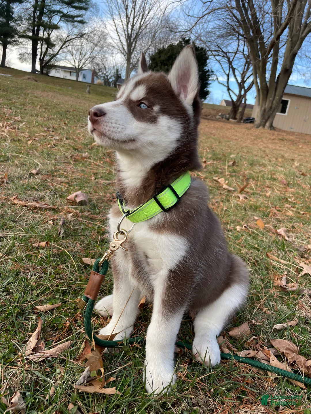 Siberian Husky dogs for sale: AKC Siberian Husky - Idris - Ad 6