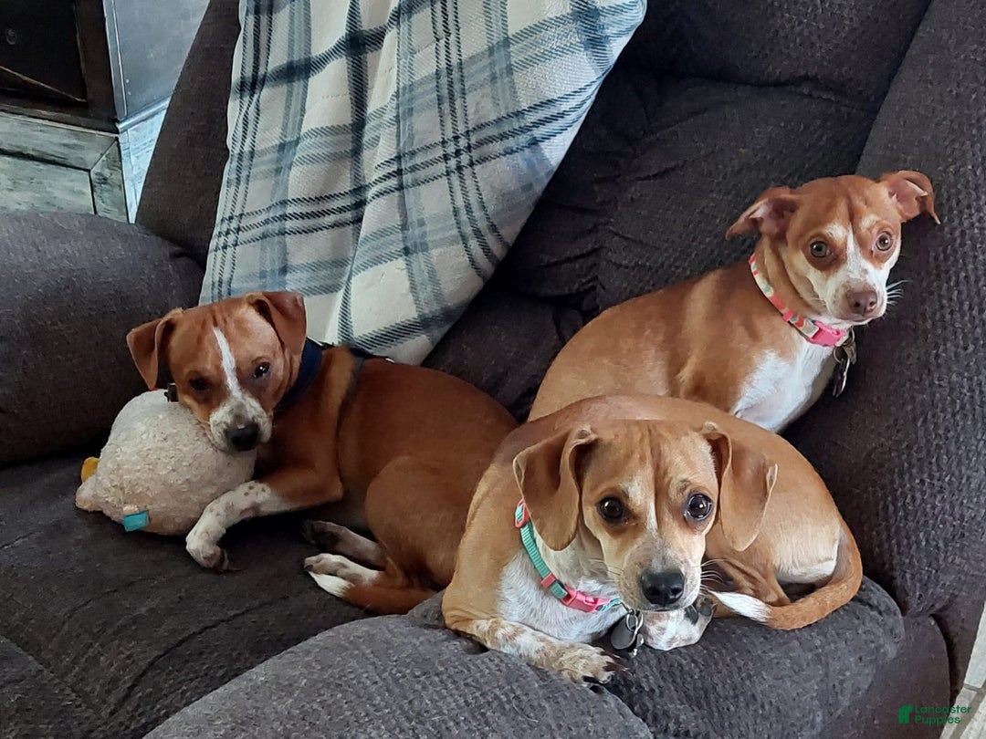 Gallery Image {{count}}