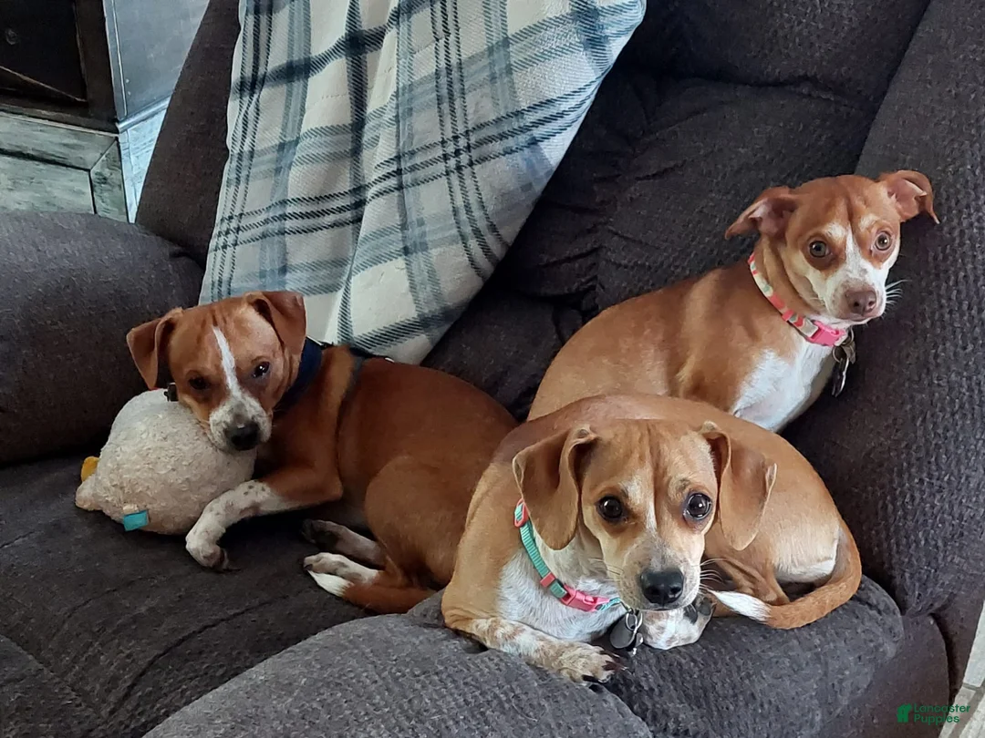 Gallery Image {{count}}