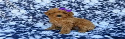 Cavapoo dogs for sale: Ariel - Ad 3