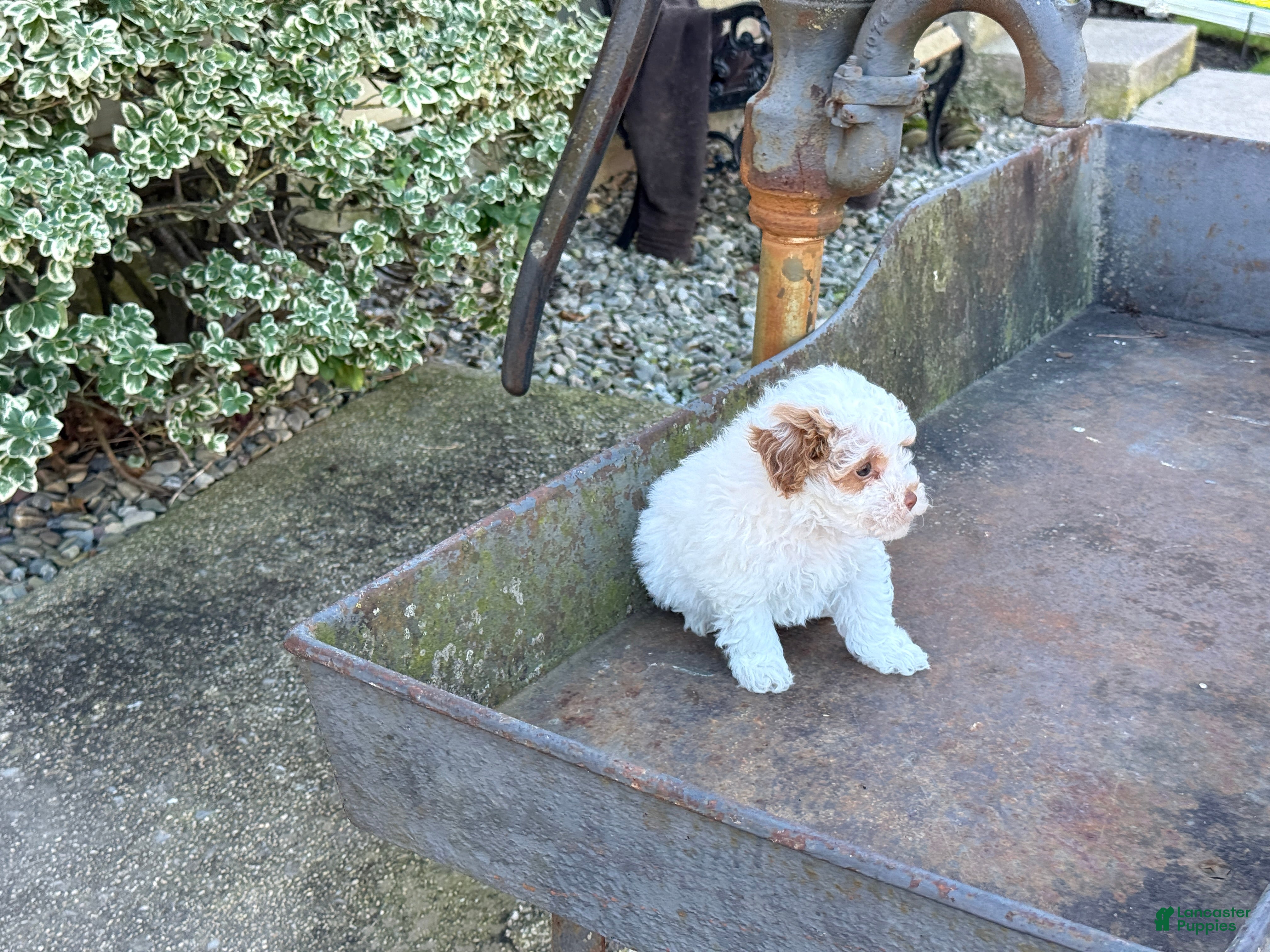Toy Poodle dogs for sale: Gracie - Ad 2